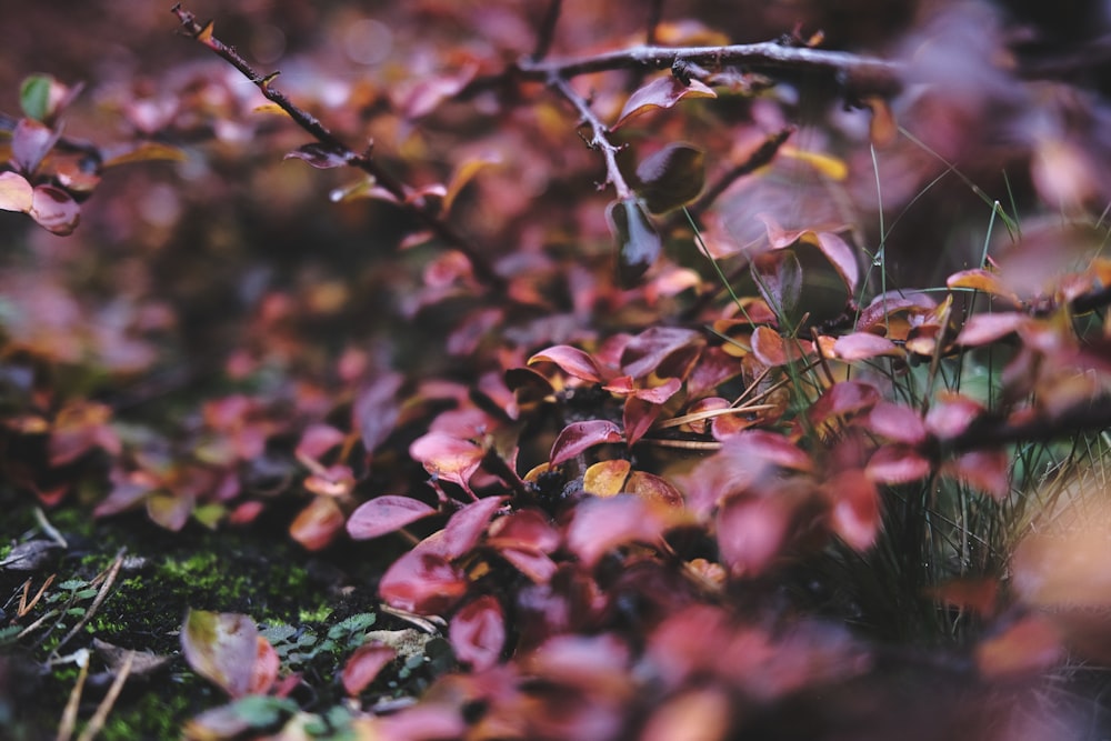 a close up of a bush with red leaves