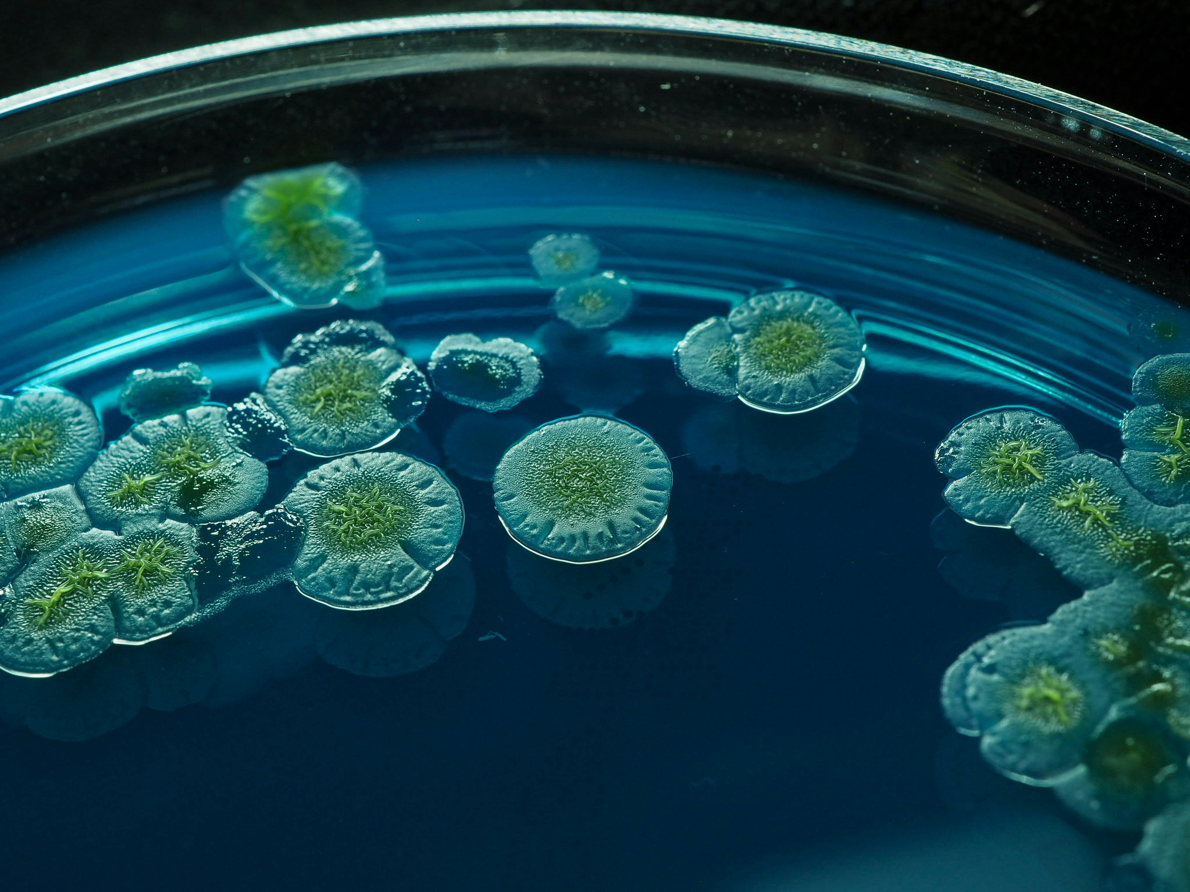 Pseudomonas luteola bacteria on BTB agar.