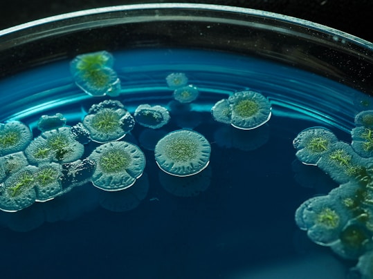 a group of green flowers floating in a blue bowl