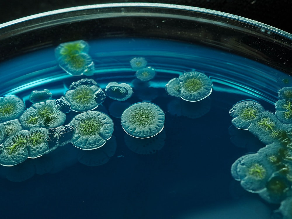 a group of green flowers floating in a blue bowl