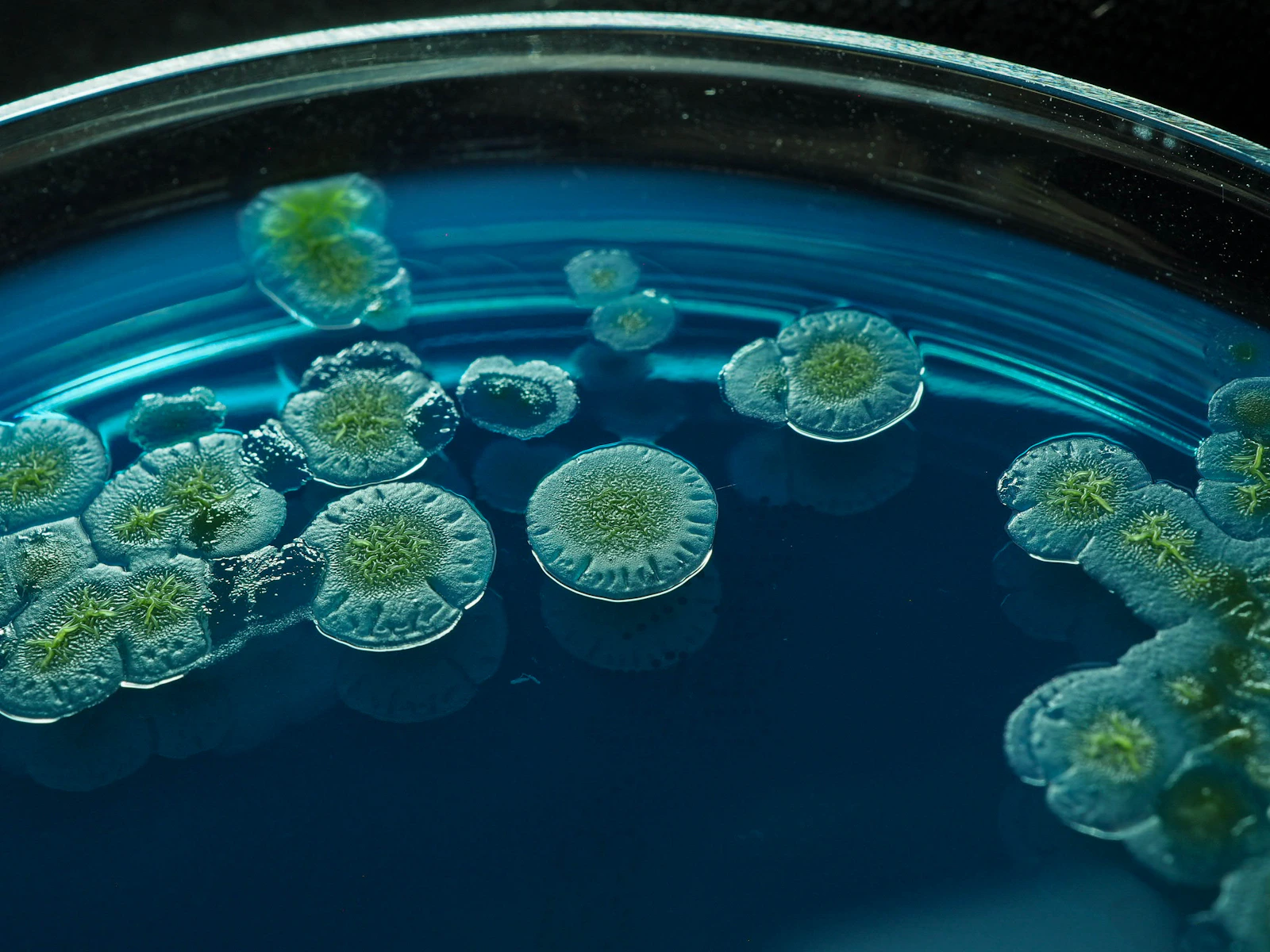 Bacterial colonies growing on blue agar in a culture dish