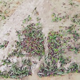 A large number of olives spread across a rough, earthy surface. There are various shades of green and purple olives mixed with scattered olive leaves, creating a natural and rustic arrangement.