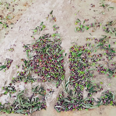 A large number of olives spread across a rough, earthy surface. There are various shades of green and purple olives mixed with scattered olive leaves, creating a natural and rustic arrangement.
