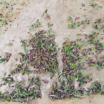A large number of olives spread across a rough, earthy surface. There are various shades of green and purple olives mixed with scattered olive leaves, creating a natural and rustic arrangement.