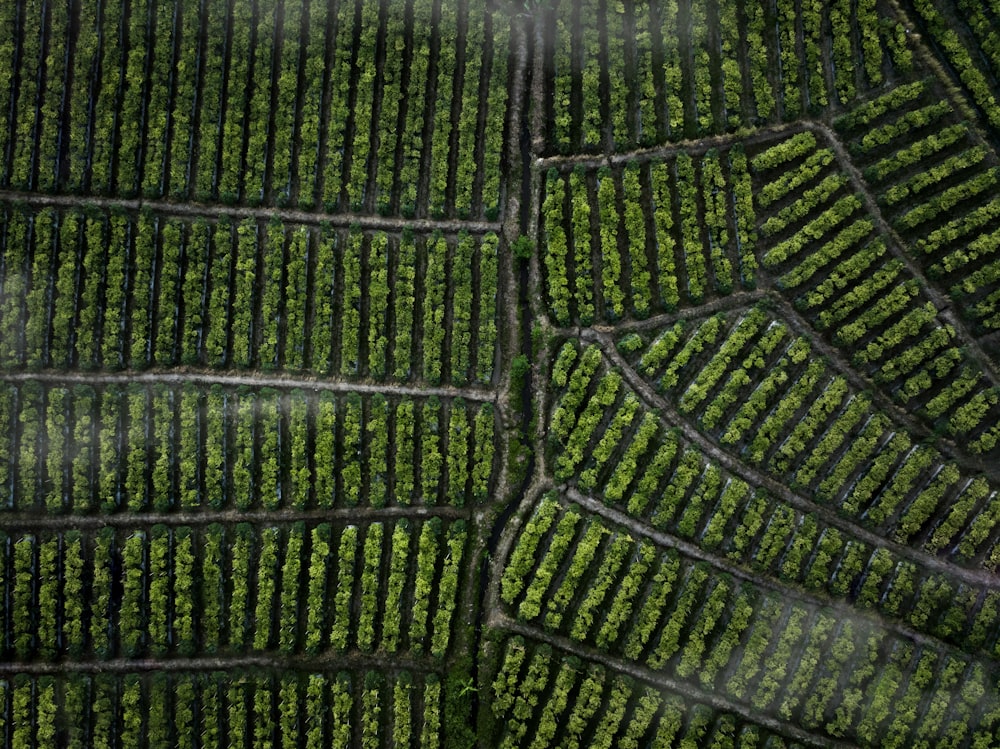 an aerial view of a field of crops