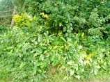 A dense collection of lush green foliage with various types of leaves, some displaying variegated patterns. Small red flowers are dotted sporadically throughout the greenery, adding pops of color. The plants are vibrant and appear to be thriving in natural sunlight.
