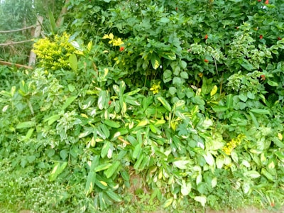 A dense collection of lush green foliage with various types of leaves, some displaying variegated patterns. Small red flowers are dotted sporadically throughout the greenery, adding pops of color. The plants are vibrant and appear to be thriving in natural sunlight.