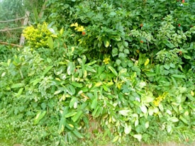 A dense collection of lush green foliage with various types of leaves, some displaying variegated patterns. Small red flowers are dotted sporadically throughout the greenery, adding pops of color. The plants are vibrant and appear to be thriving in natural sunlight.