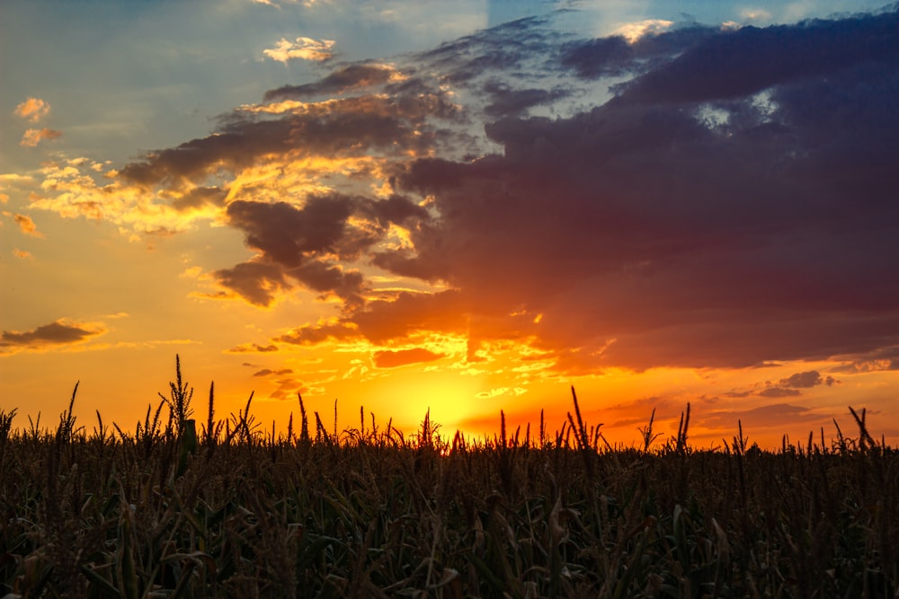 the sun is setting over a corn field