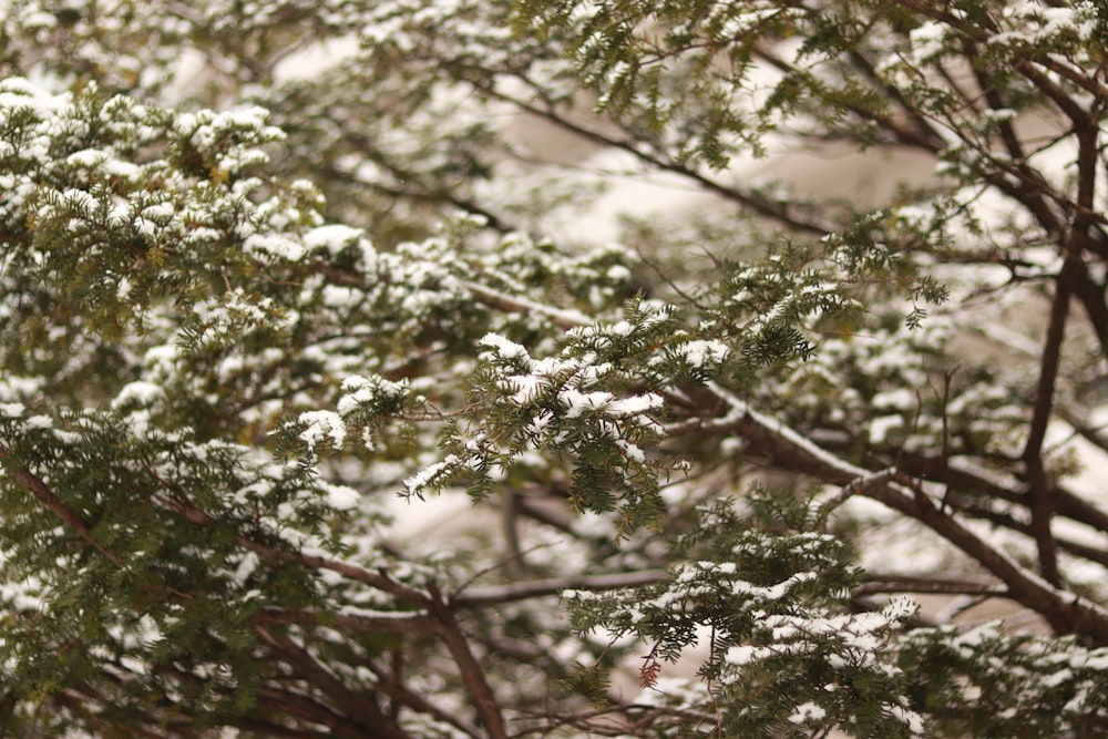 a snow covered tree branch with snow on it