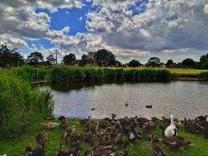 A serene pond surrounded by green trees with happy chickens wandering nearby under a sunny sky.