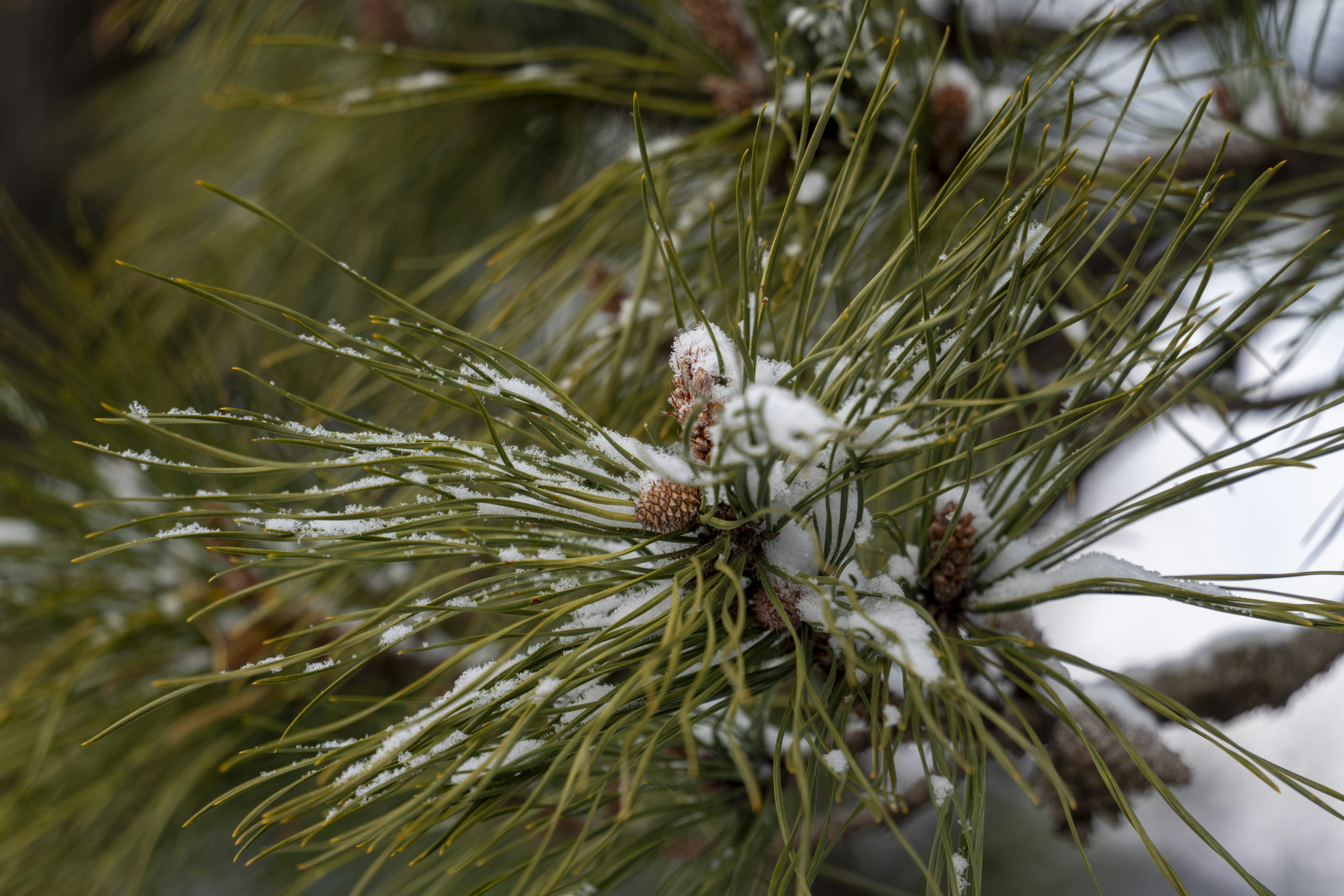 a close up of a pine tree with snow on it