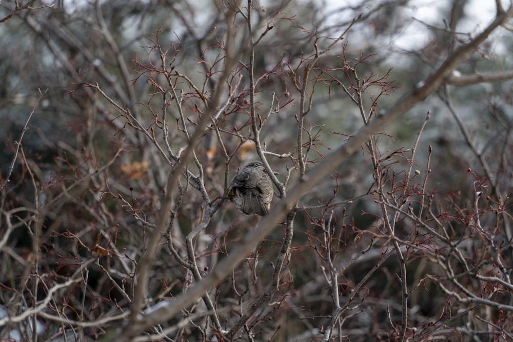 a bird sitting on a branch in a tree