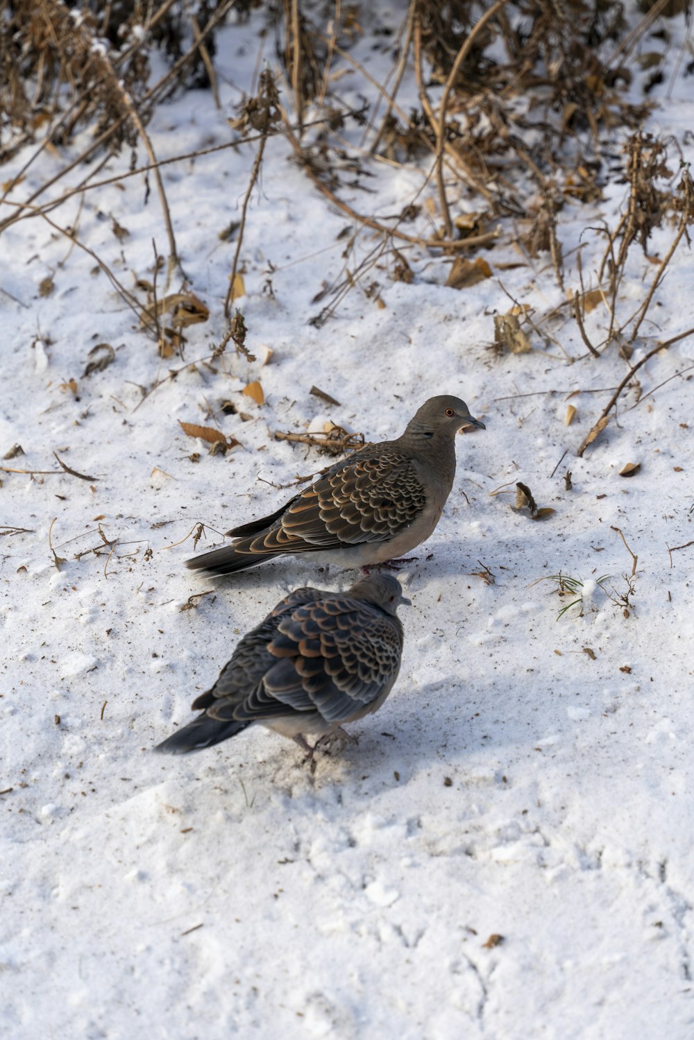 a couple of birds standing on top of a snow covered ground