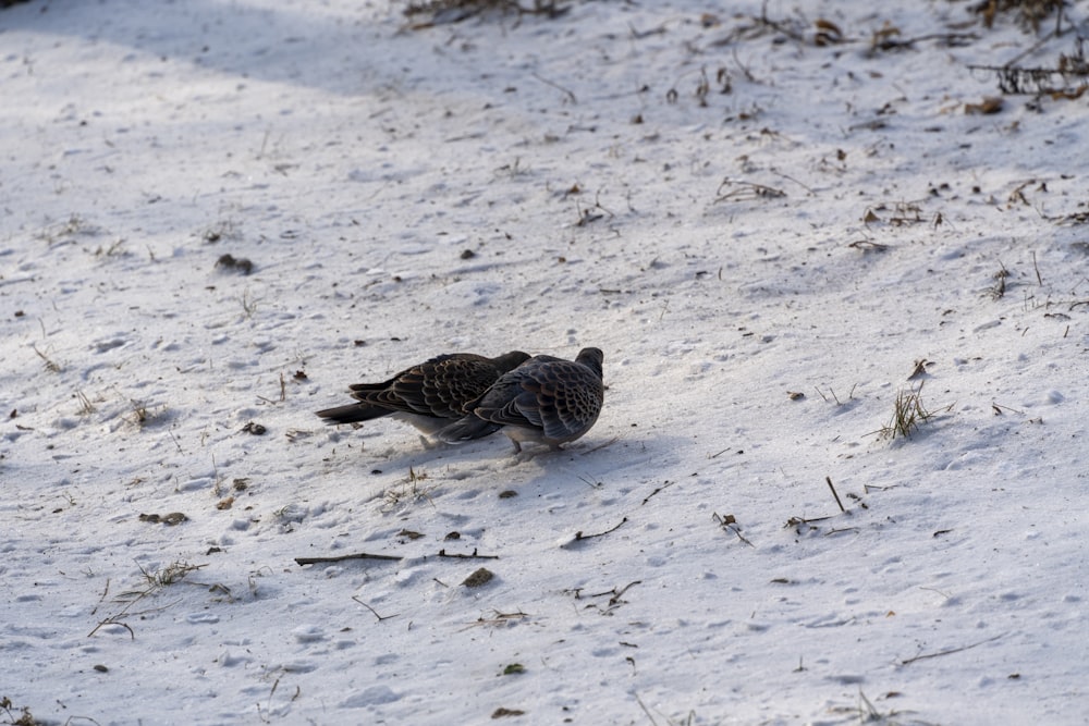 a couple of birds standing on top of a snow covered ground