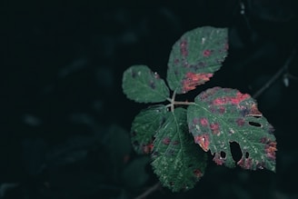 A group of green leaves with visible damage and red spots, set against a dark background, suggesting decay or disease.
