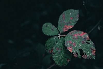 A group of green leaves with visible damage and red spots, set against a dark background, suggesting decay or disease.