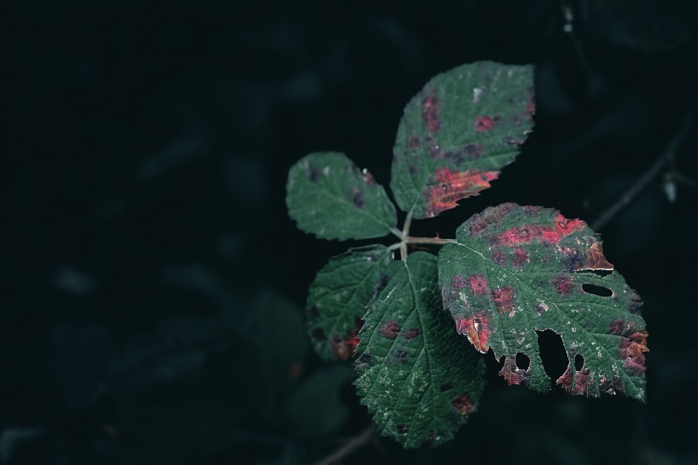 a green leaf with red spots on it