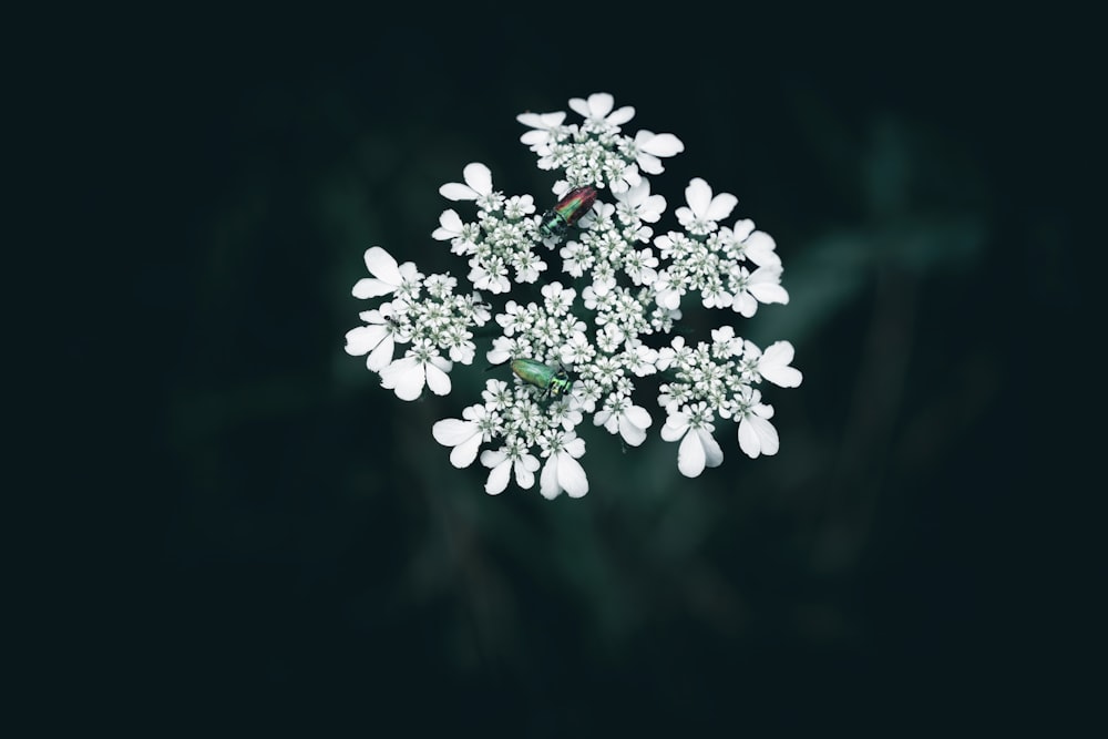 a cluster of white flowers on a black background