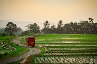 A lush green rice field stretches across the landscape, bordered by a dirt path on which a colorful vehicle travels. The field is lined with young rice plants submerged in water, creating a pattern across the terrain. In the background, there are palm trees and dense foliage, with misty hills visible in the distance.