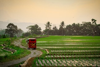 A lush green rice field stretches across the landscape, bordered by a dirt path on which a colorful vehicle travels. The field is lined with young rice plants submerged in water, creating a pattern across the terrain. In the background, there are palm trees and dense foliage, with misty hills visible in the distance.