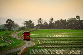 A lush green rice field stretches across the landscape, bordered by a dirt path on which a colorful vehicle travels. The field is lined with young rice plants submerged in water, creating a pattern across the terrain. In the background, there are palm trees and dense foliage, with misty hills visible in the distance.