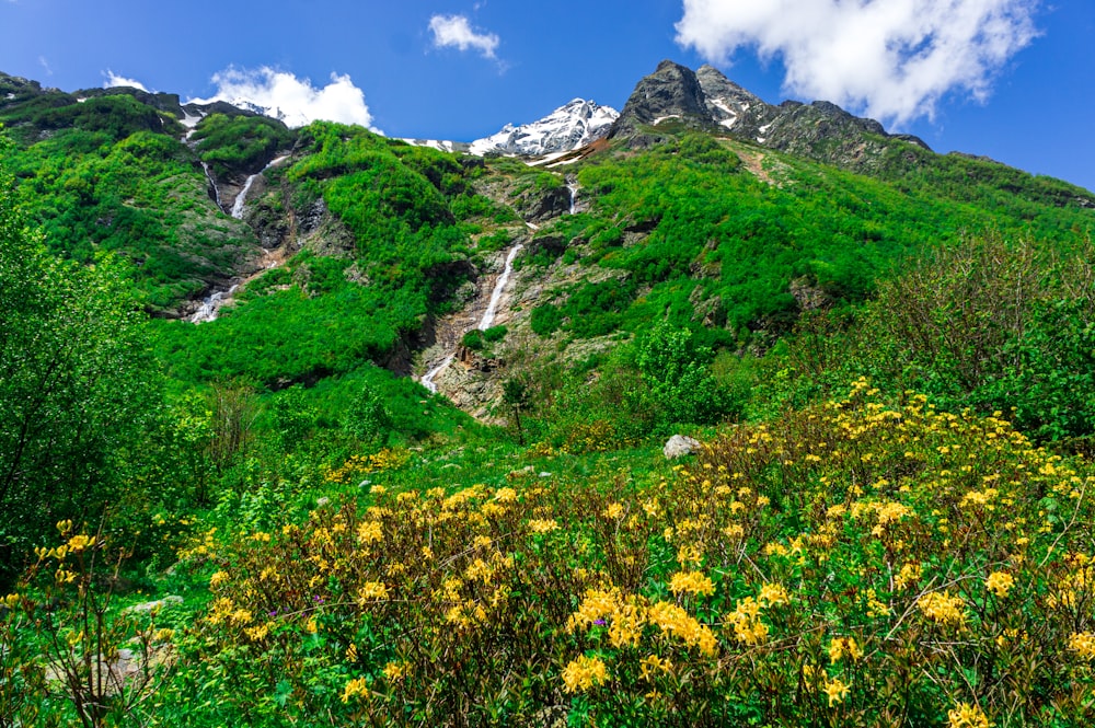 ein üppig grüner Hügel, der mit vielen Blumen bedeckt ist