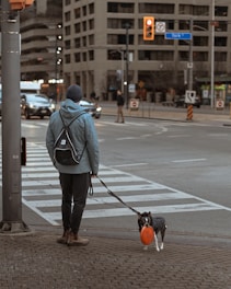 A person stands at a city intersection with a dog on a leash. The person is wearing a beanie, backpack, and a jacket, looking towards the street. The dog, dressed in a coat, holds an orange frisbee in its mouth. Vehicles and buildings are visible in the background, with traffic lights and street signs present.