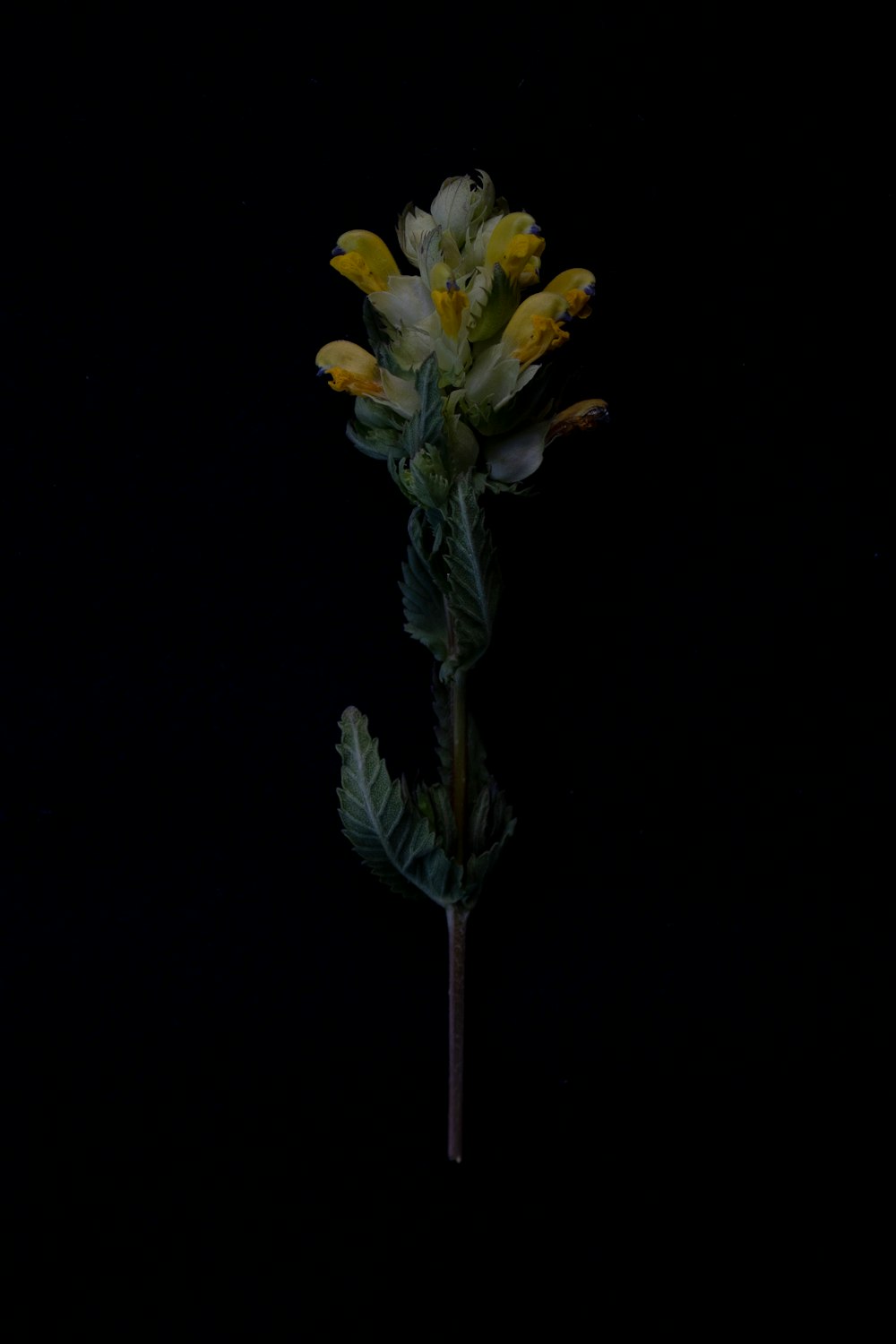 a single yellow flower in the dark