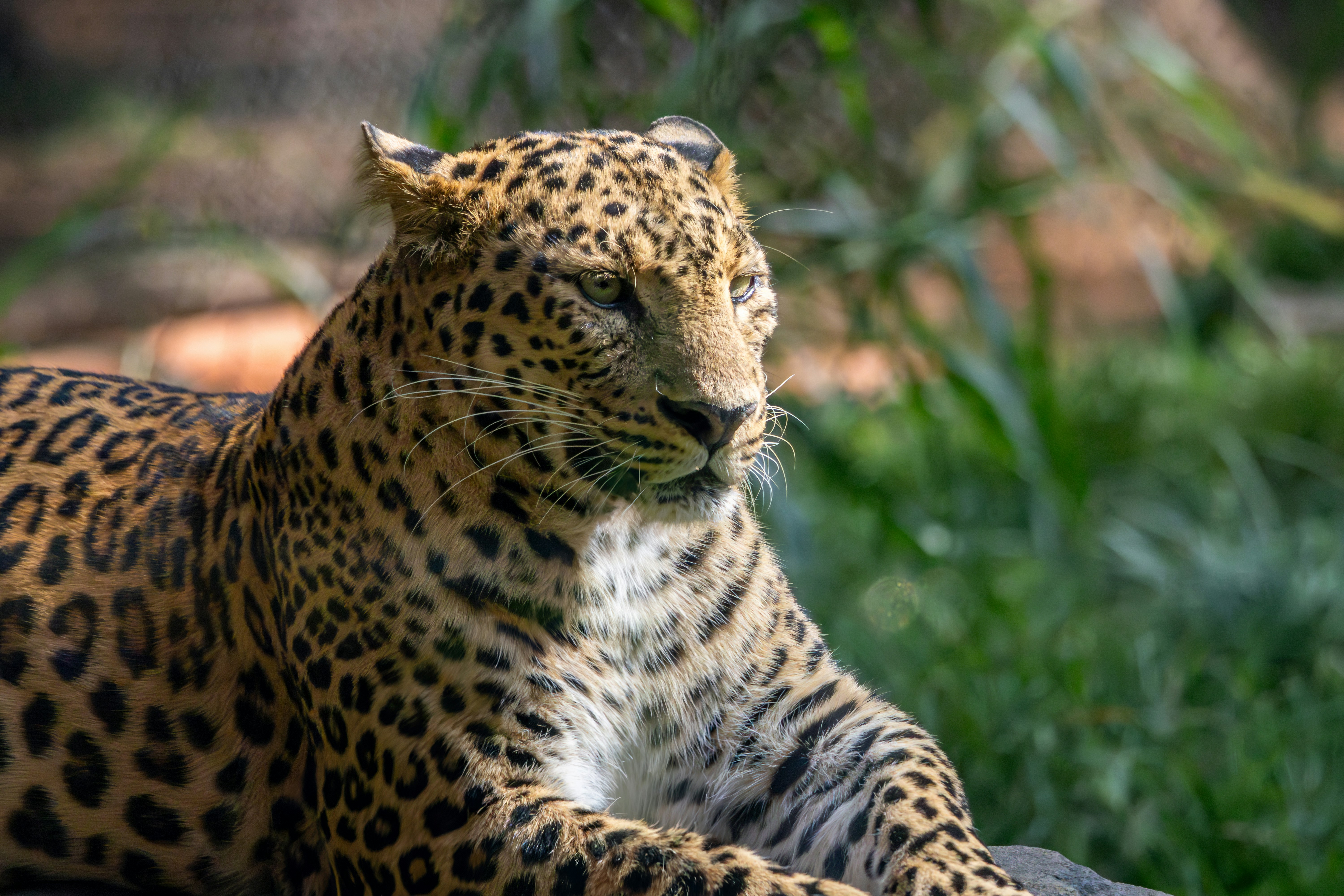 a large leopard laying on top of a lush green field