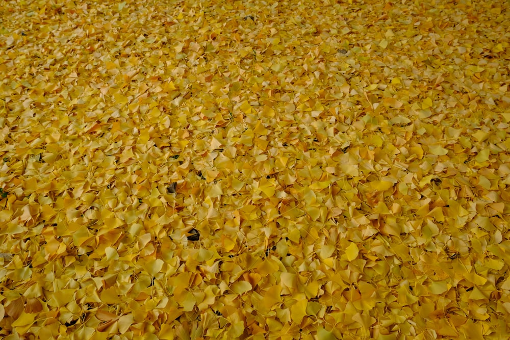 地面に大量の黄色い葉