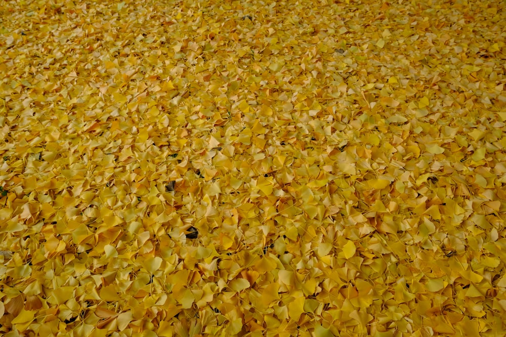 una gran cantidad de hojas amarillas en el suelo
