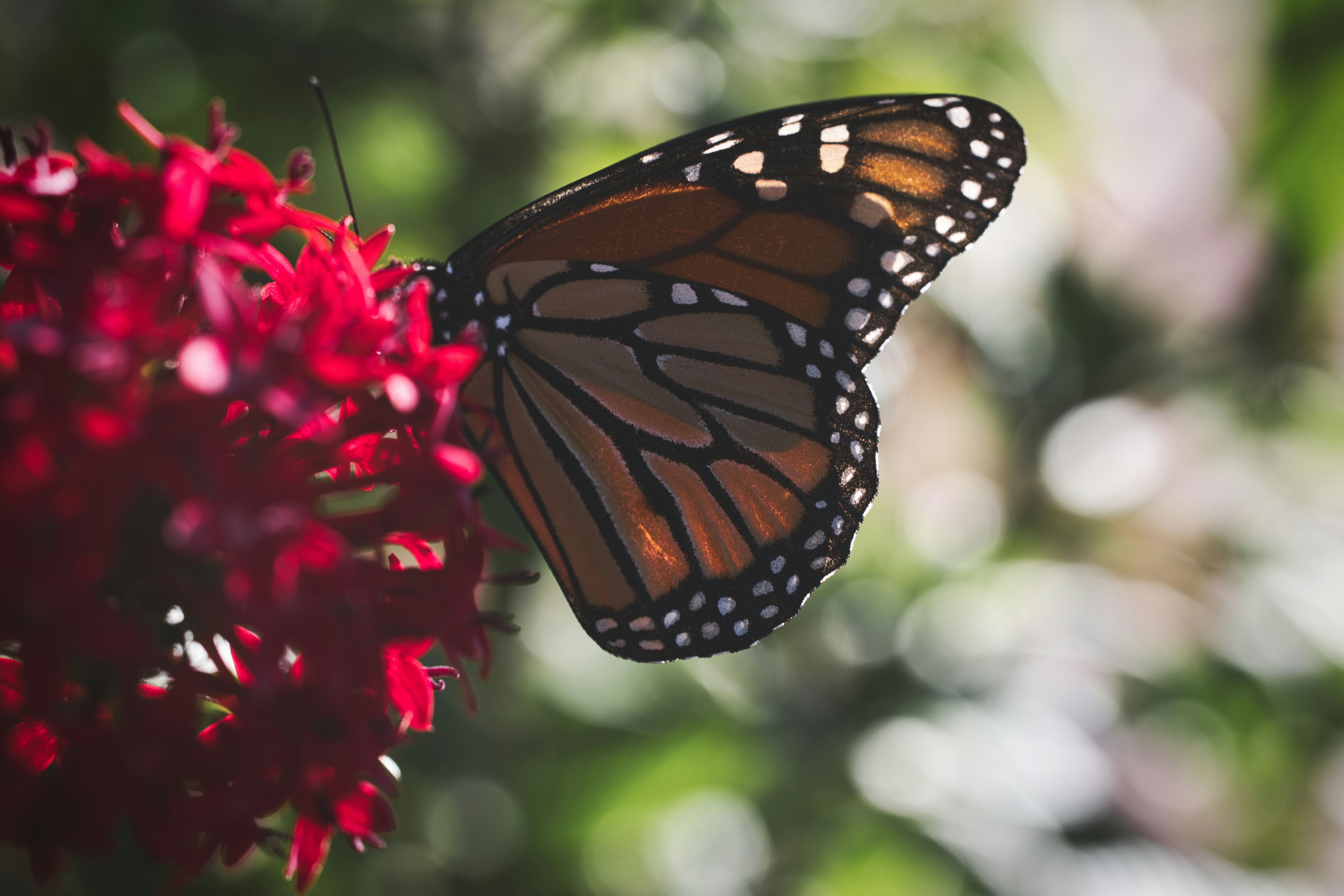 Photo by thephotochad