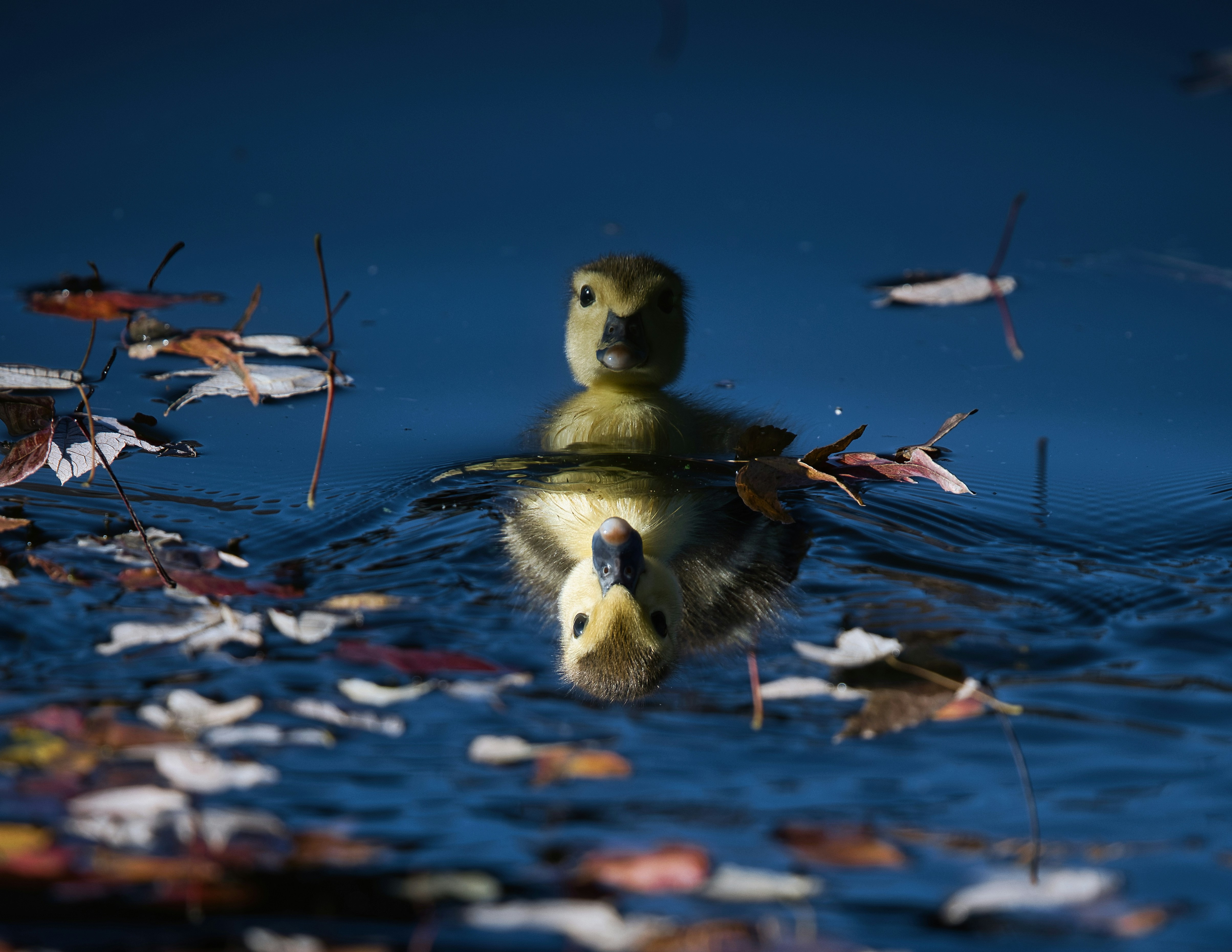 Un par de patos flotando sobre un cuerpo de agua