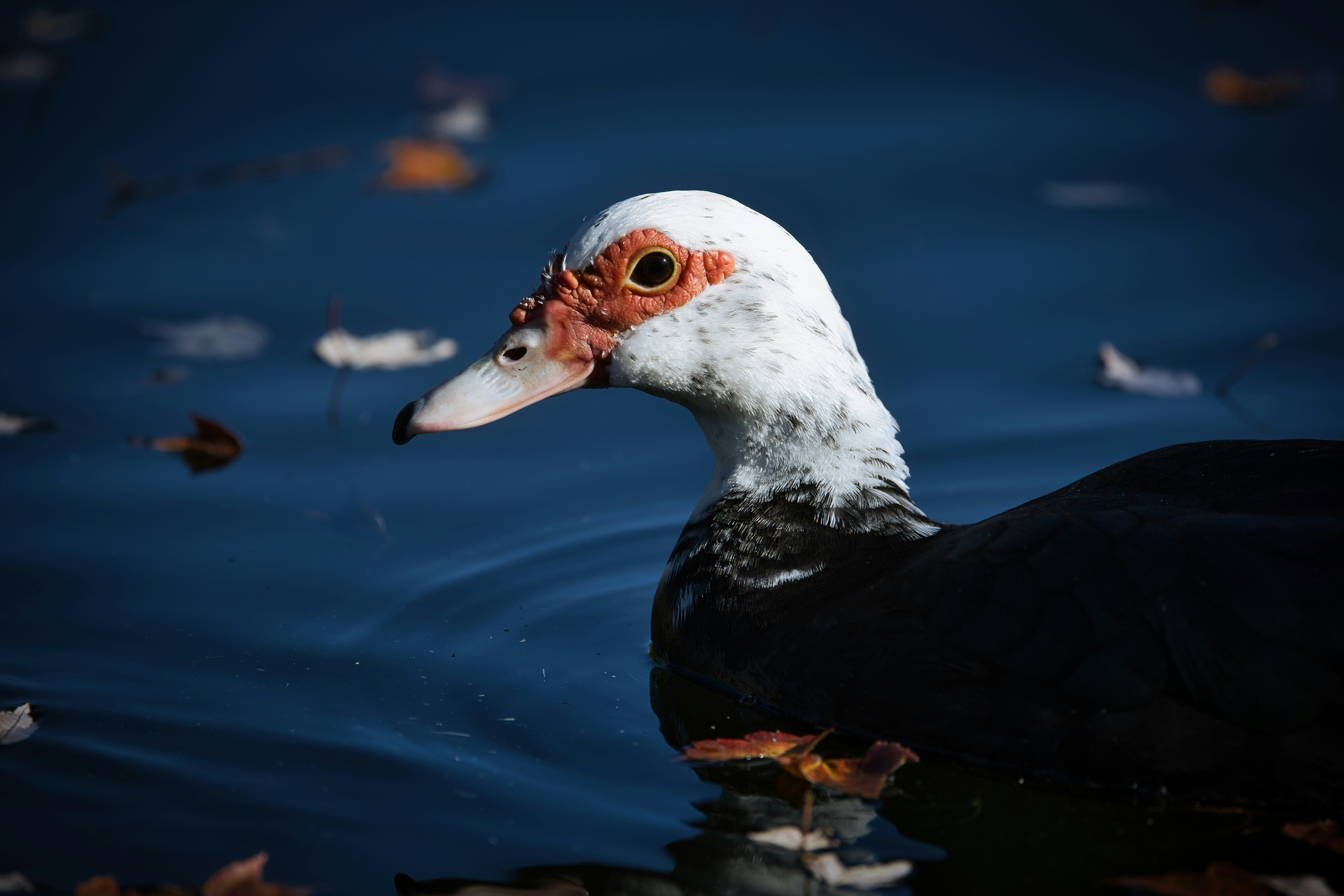 Photo by thephotochad