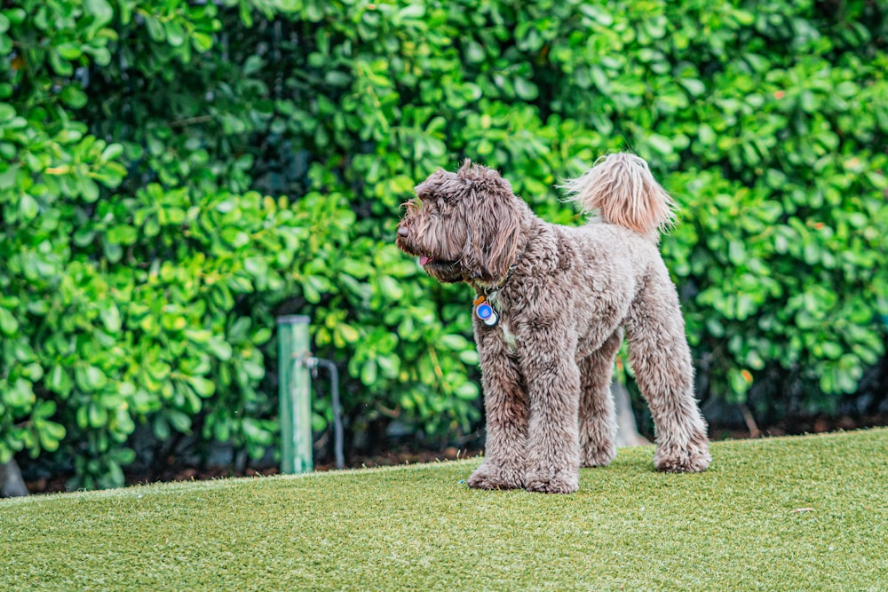 a dog standing on top of a lush green field