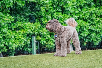 A fluffy brown dog stands on a well-maintained grassy area, surrounded by a lush green hedge. The dog appears to be alert and is wearing a collar with a tag.