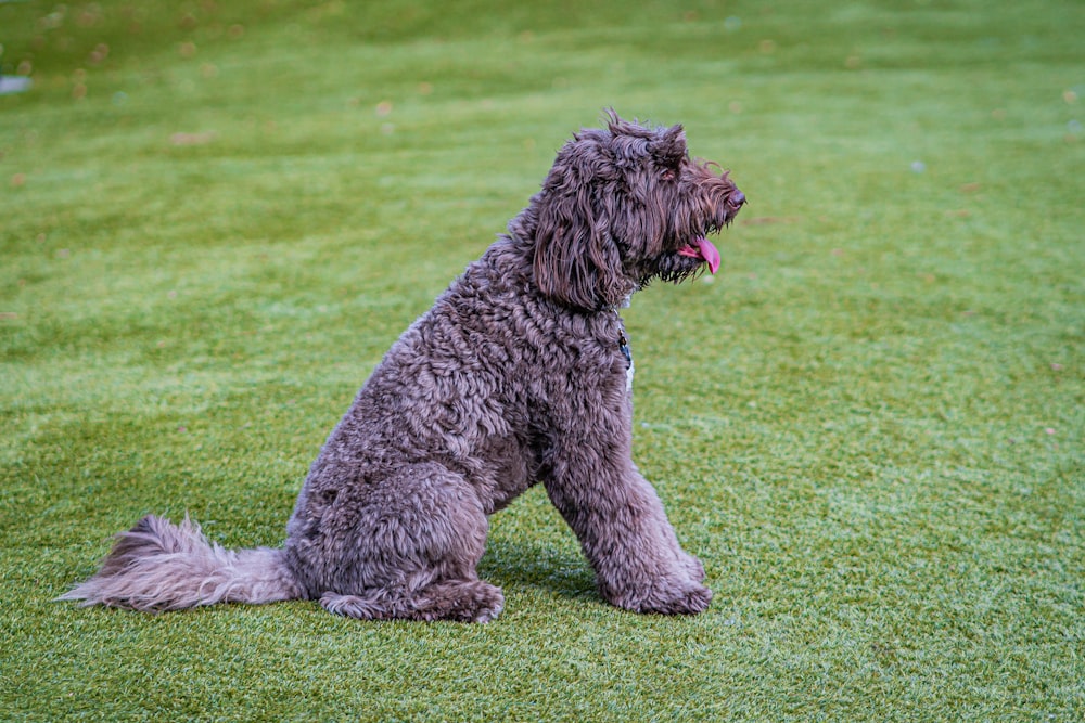un perro gris sentado en la cima de un exuberante campo verde
