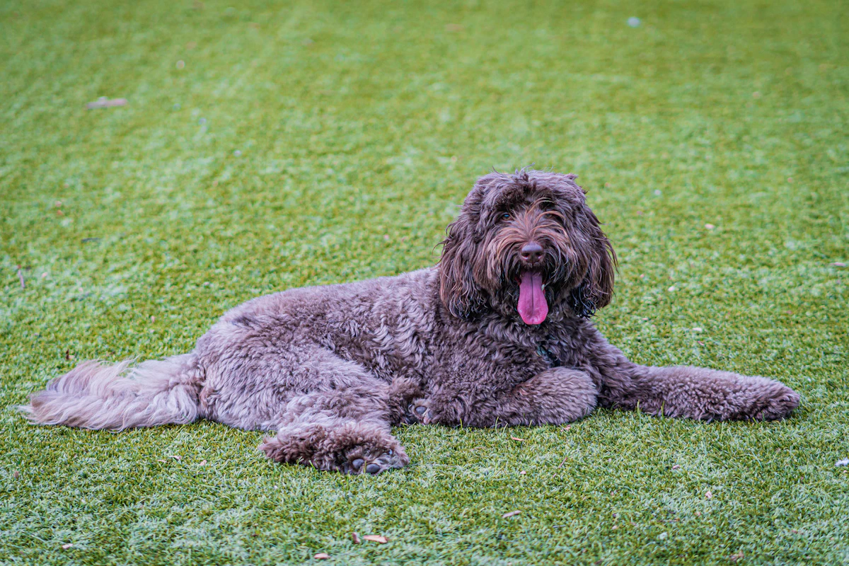 Goldendoodle on grass with a ball in a neighbourhood park