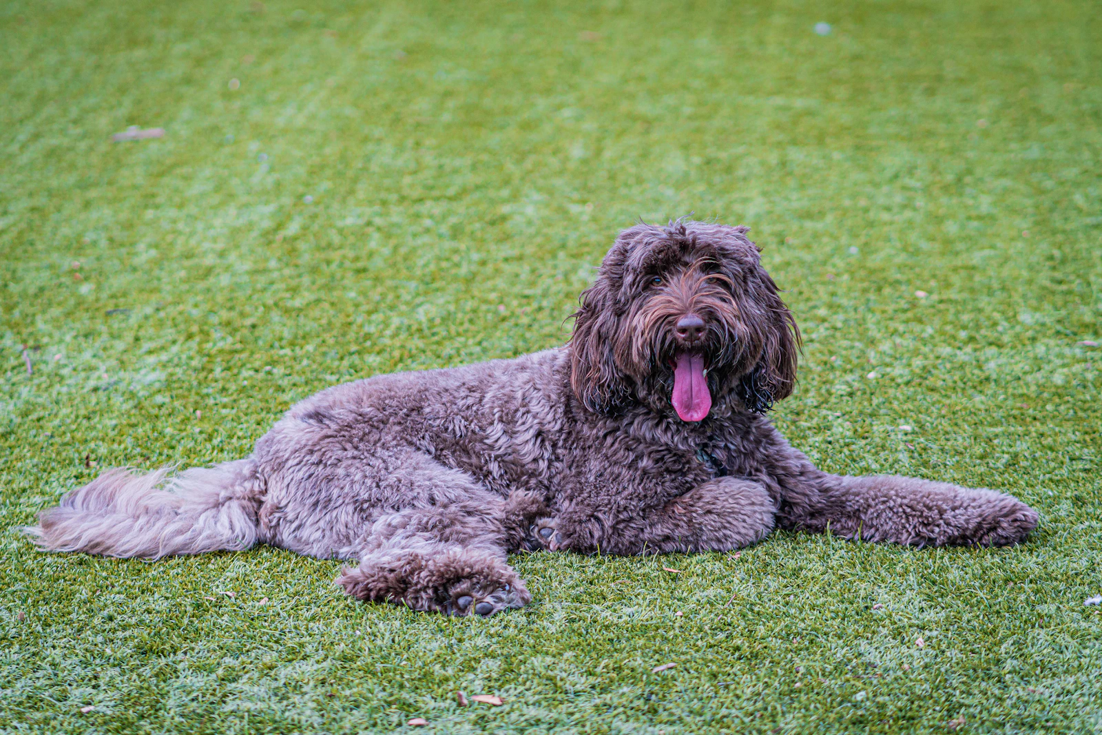 Goldendoodle lying on grass with a ball in an open green space