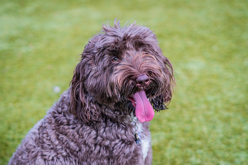 a dog sitting in the grass with its tongue out