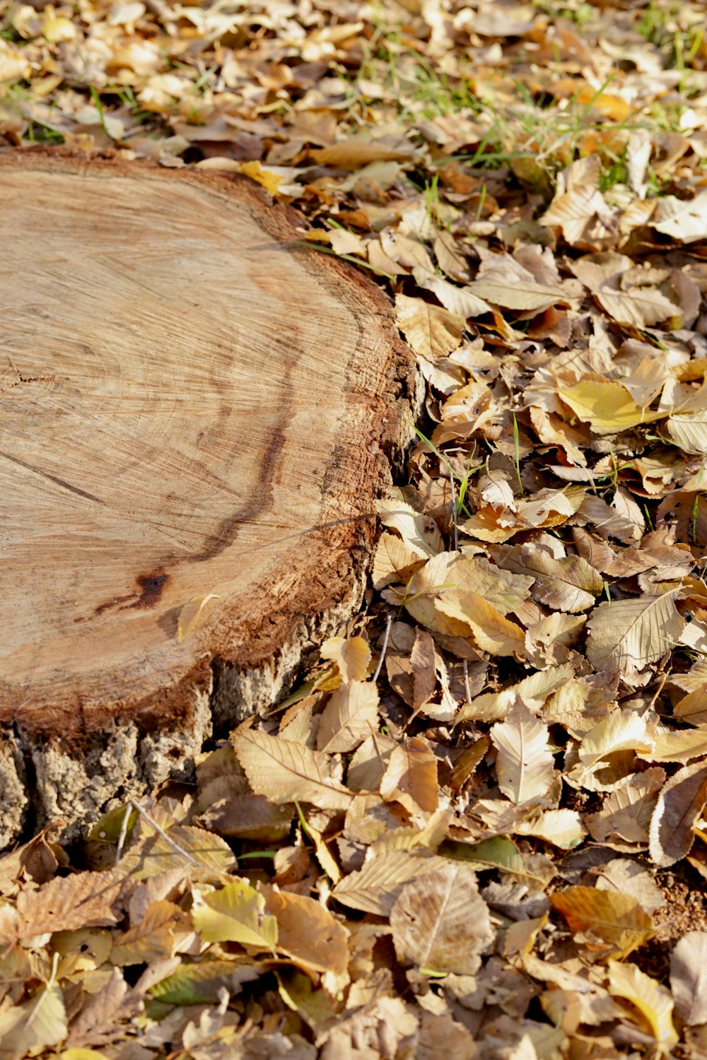 a piece of wood sitting on top of a pile of leaves