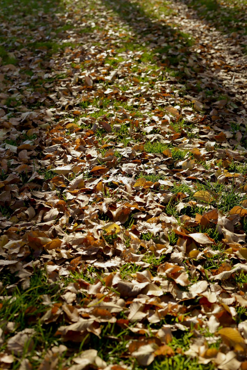 a leaf covered path in the middle of a park