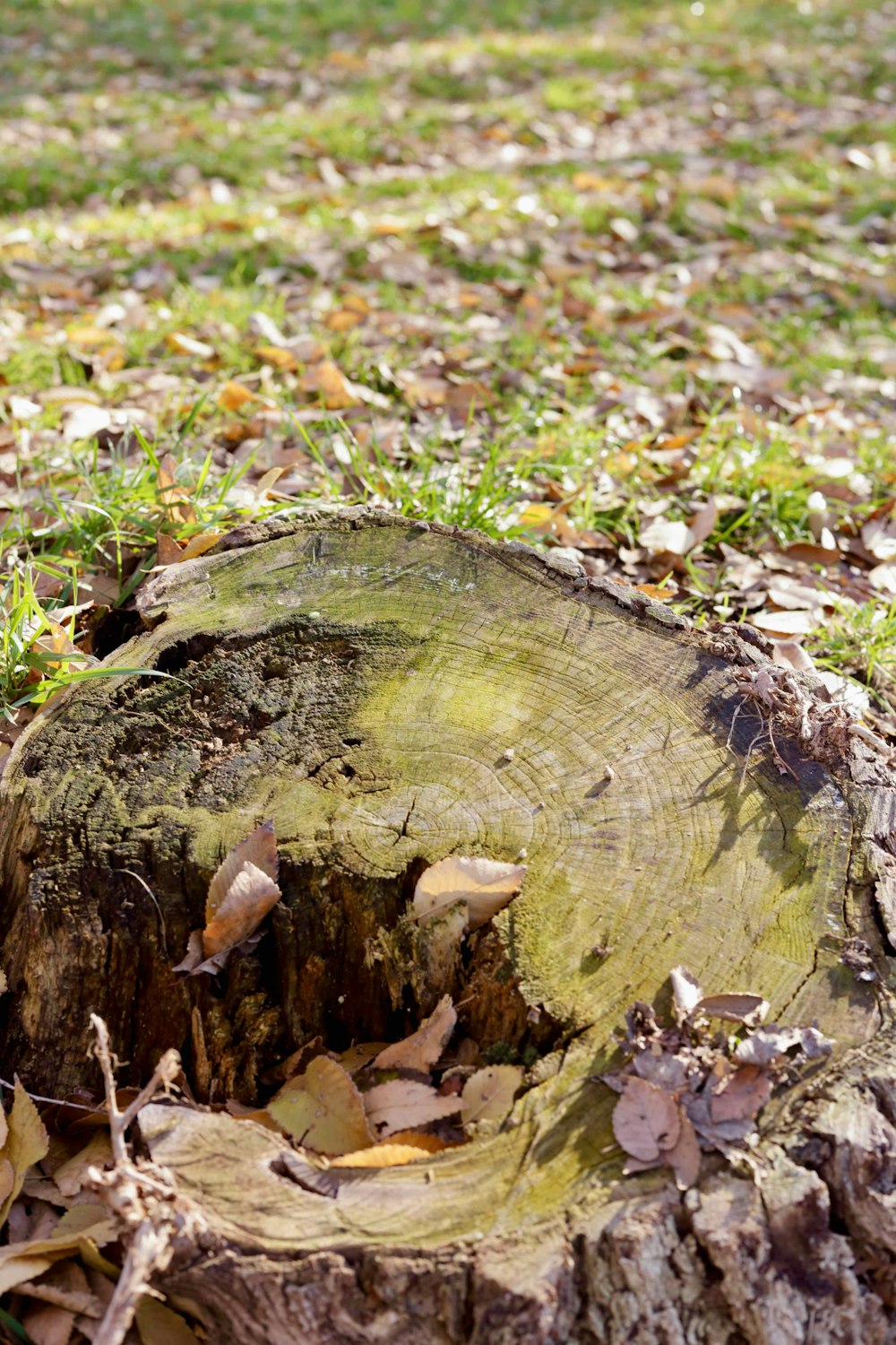 a close up of a tree stump in the grass