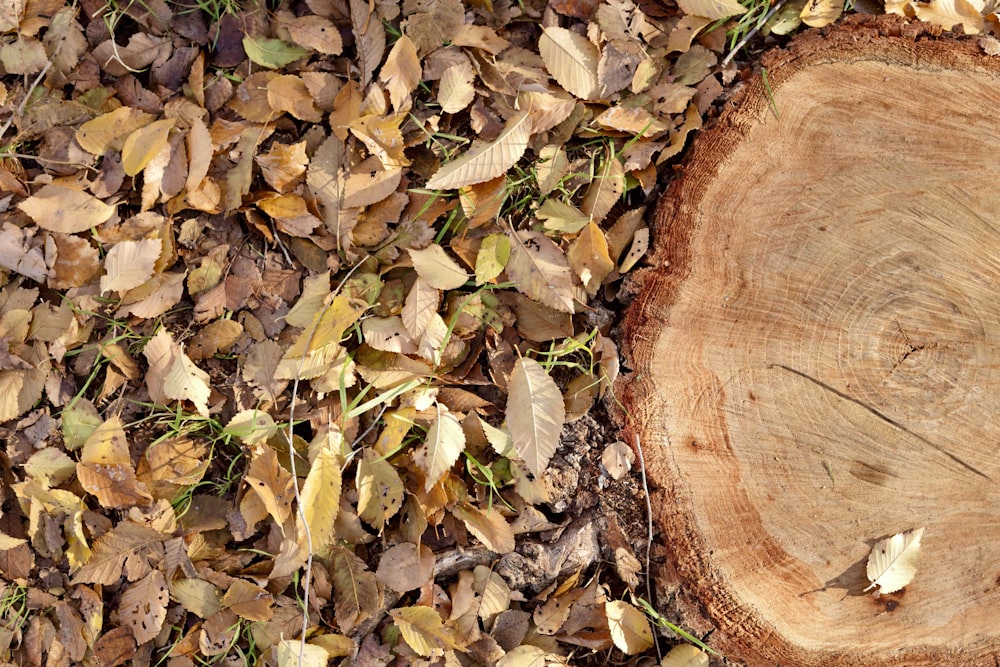 a piece of wood that is laying on the ground