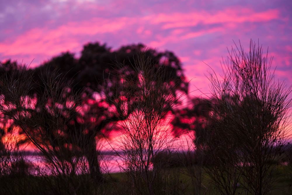 a pink and purple sky with trees in the foreground