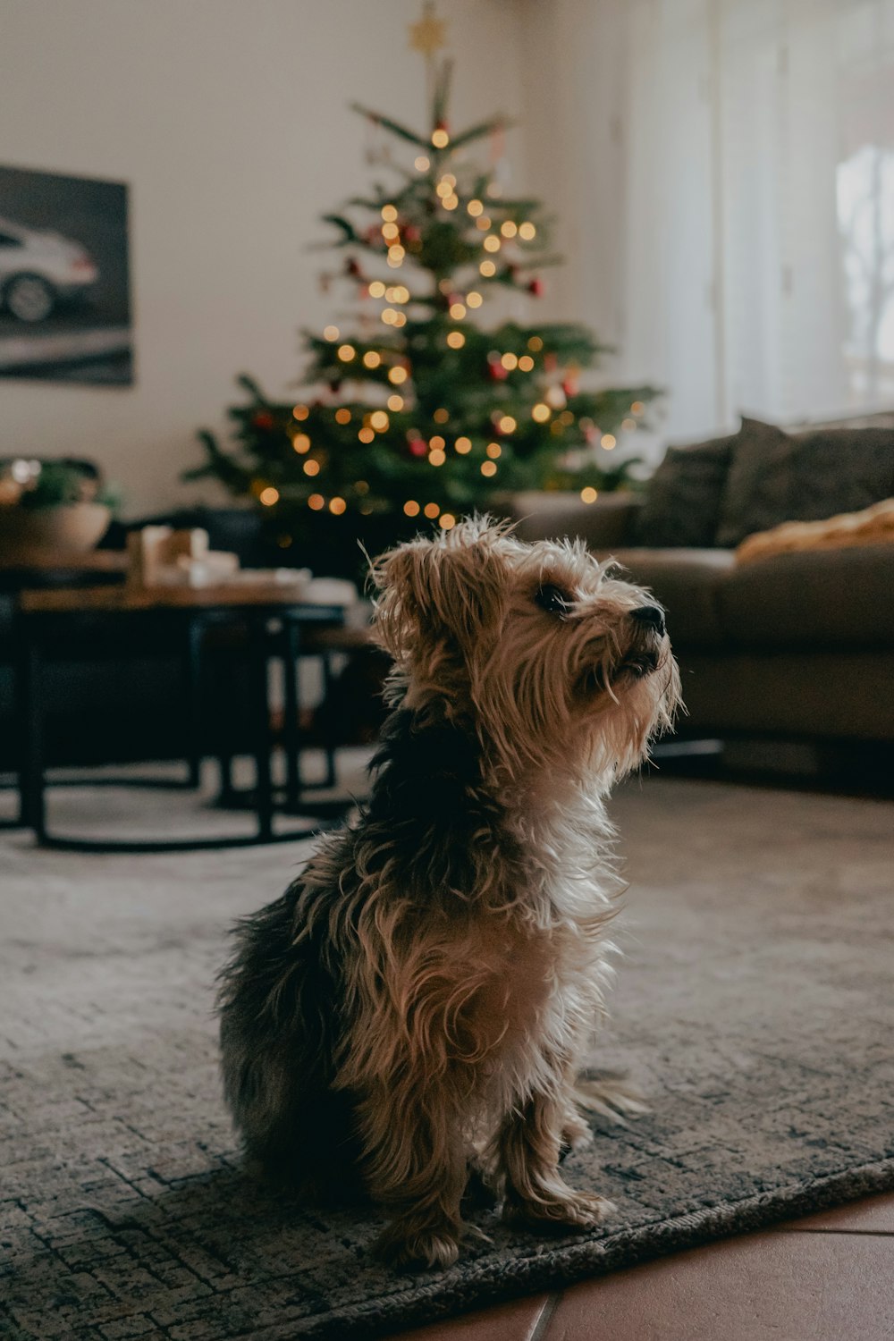 Un perro pequeño sentado en una alfombra frente a un árbol de Navidad