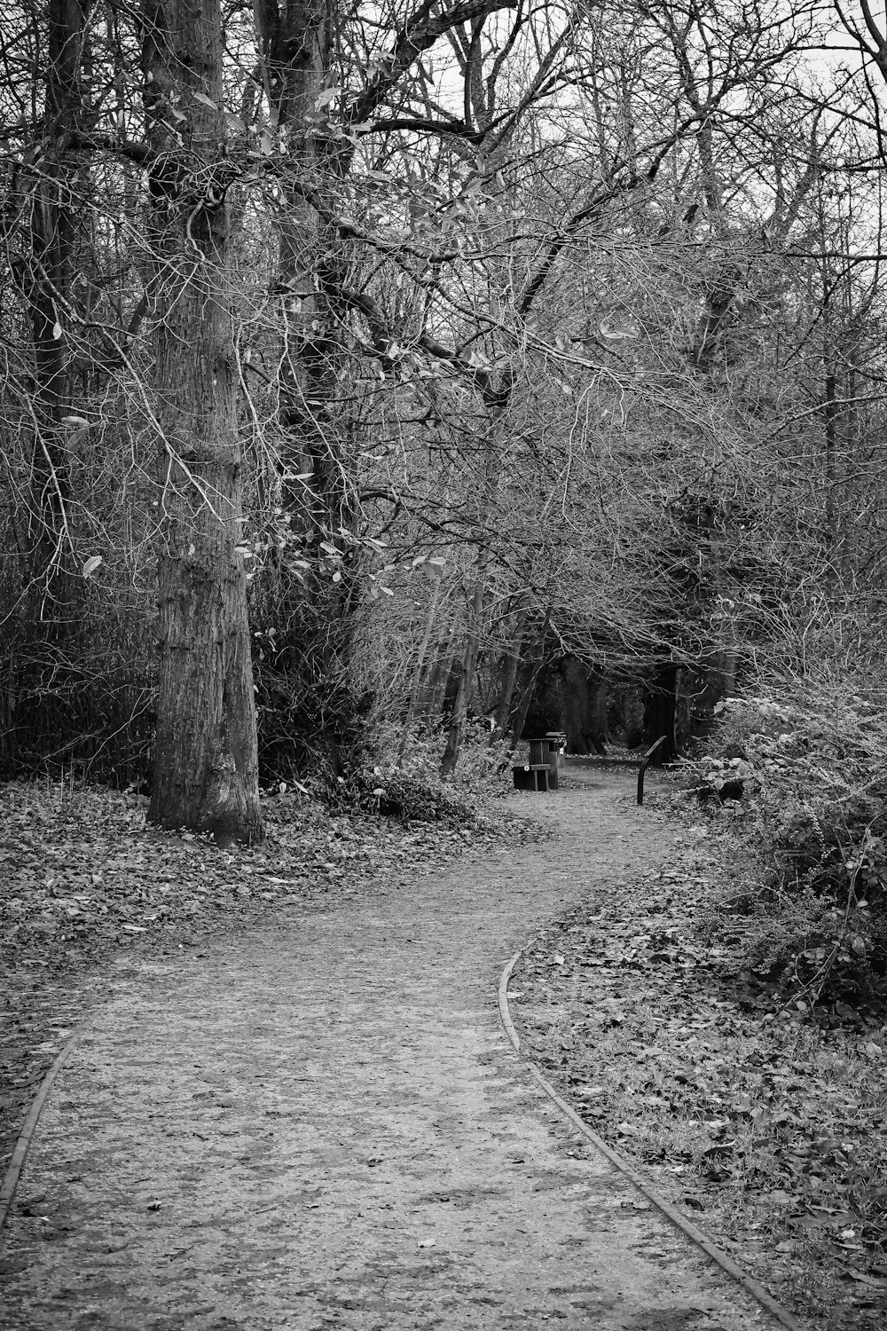 a black and white photo of a path in the woods