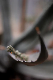 Close-up of a detailed metal agave plant with textured leaves and a rustic finish.