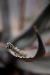 Close-up of a detailed metal agave plant with textured leaves and a rustic finish.